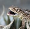 Vartotojo avataras